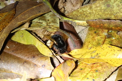 Bombus eximius