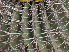 Ferocactus emoryi