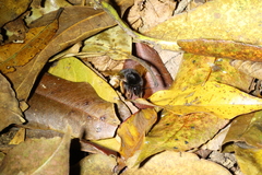 Bombus eximius