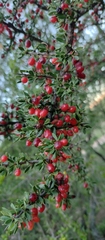 Condalia microphylla