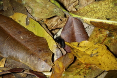 Bombus eximius