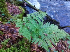 Dryopteris aemula