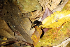 Bombus eximius