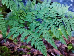 Dryopteris aemula