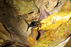 Bombus eximius