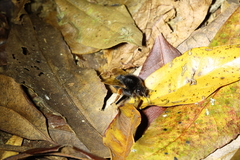 Bombus eximius