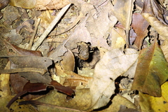Bombus eximius
