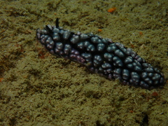 Phyllidiella pustulosa