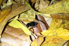 Bombus eximius