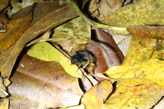 Bombus eximius