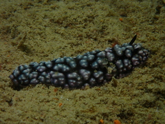 Phyllidiella pustulosa