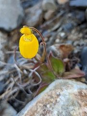 Calceolaria biflora