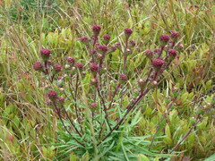 Liatris novae-angliae
