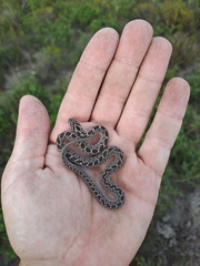 Dasypeltis scabra