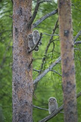 Strix uralensis