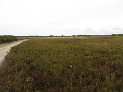 Liatris novae-angliae