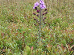 Liatris novae-angliae