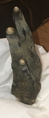 Xylaria polymorpha