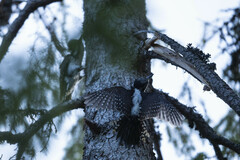 Picoides