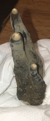 Xylaria polymorpha