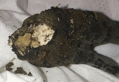 Xylaria polymorpha
