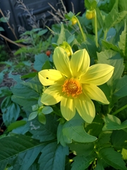 Dahlia pinnata