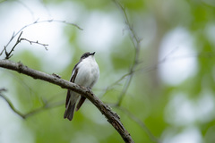 Ficedula