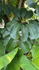 Heptapleurum arboricola