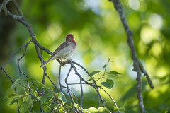 Carpodacus