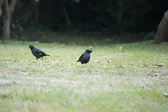 Acridotheres cristatellus formosanus