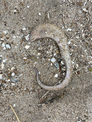 Gymnothorax nigromarginatus