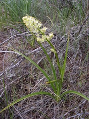 Toxicoscordion paniculatum