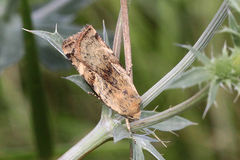 Cryptocala chardinyi