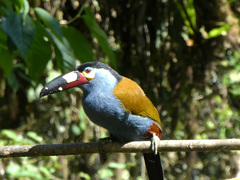 Andigena laminirostris