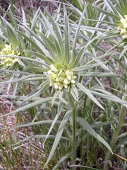 Lithospermum ruderale