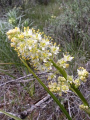 Toxicoscordion paniculatum