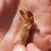 Southern Mole Cricket - Photo (c) Bob O'Kennon, some rights reserved (CC BY-NC), uploaded by Bob O'Kennon