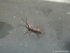 Arrhenodini