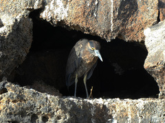 Nyctanassa violacea pauper