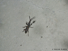 Arrhenodini