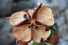 Sterculia pexa