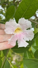 Tabebuia heterophylla