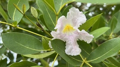 Tabebuia heterophylla