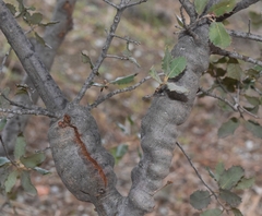 Plagiotrochus gallaeramulorum