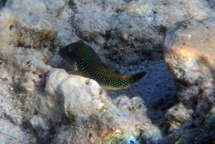 Canthigaster margaritata