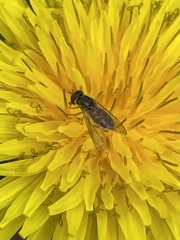 Toxomerus marginatus