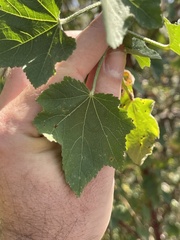 Kearnemalvastrum lacteum