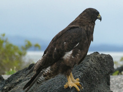 Buteo galapagoensis