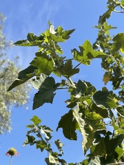 Kearnemalvastrum lacteum