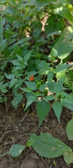 Capsicum chacoense